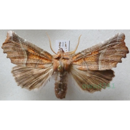 Scoliopteryx libatrix (Linnaeus, 1758) Szczerbówka ksieni Czech21l